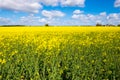 Seed Field Royalty Free Stock Photo