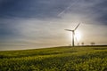 seed field on sunny day with wind turbine in background Royalty Free Stock Photo