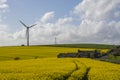 seed field on sunny day with wind turbine in background Royalty Free Stock Photo