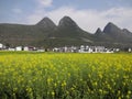 seed field with village Royalty Free Stock Photo