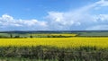 Seed field Wiltshire Countryside uk