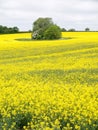 Yellow field of oil seed in Leicestershire England, UK Royalty Free Stock Photo