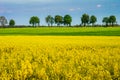 Rape. Yellow rapeseed field, spring in Poland. Royalty Free Stock Photo