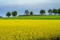 Rape. Yellow rapeseed field, spring in Poland. Royalty Free Stock Photo