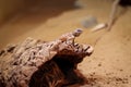 Rapelus sanguinolentus stands on a rock and looks down at its species. Hermit. back is gray-brown lying on a raised rock and Royalty Free Stock Photo