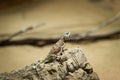 Rapelus sanguinolentus stands on a rock and looks down at its species. Hermit. back is gray-brown lying on a raised rock and Royalty Free Stock Photo