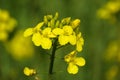 Rapeseed 07 Royalty Free Stock Photo