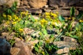 Rapeseed, also known as rape, or oilseed rape, is a bright-yellow flowering.Cultivated mainly for its oil-rich seed, which Royalty Free Stock Photo