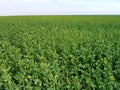 Rapeseed field at the beginning of flowering Royalty Free Stock Photo