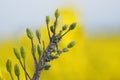 Rapeseed aphid, brevicoryne brassicae, mealy cabbage aphid linnaeus masses of pests on the oilseed rape plant macro close up photo Royalty Free Stock Photo