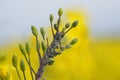 Rapeseed aphid, brevicoryne brassicae, mealy cabbage aphid linnaeus masses of pests on the oilseed rape plant macro close up photo Royalty Free Stock Photo