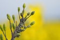 Rapeseed aphid, brevicoryne brassicae, mealy cabbage aphid linnaeus masses of pests on the oilseed rape plant macro close up photo Royalty Free Stock Photo