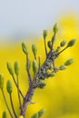 Rapeseed aphid, brevicoryne brassicae, mealy cabbage aphid linnaeus masses of pests on the oilseed rape plant macro close up photo Royalty Free Stock Photo