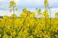 Rapeseed bloom in the field in early spring Royalty Free Stock Photo