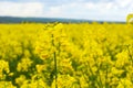 Rapeseed bloom in the field in early spring Royalty Free Stock Photo