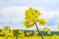 Rapeseed bloom in the field in early spring Royalty Free Stock Photo