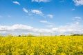 rapeseed bloominf yellow fields in spring under blue sky in sunshine Royalty Free Stock Photo