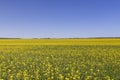 rapeseed blooming in a field with yellow flowers Royalty Free Stock Photo