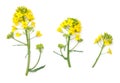 Rapeseed Flowers Isolated on White Background Royalty Free Stock Photo