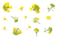 Rapeseed Flowers Isolated on White Background Royalty Free Stock Photo