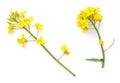 Rapeseed Flowers Isolated on White Background Royalty Free Stock Photo