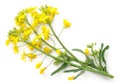 Rapeseed Flowers Isolated on White Background Royalty Free Stock Photo