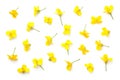 Rapeseed Flowers Isolated on White Background Royalty Free Stock Photo
