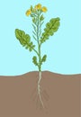 Rapeseed blossom. Oilseed agriculture. Rape plant. Brassica napus. Vector Illustration. Hand drawn color sketch.