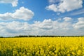 Rapeseed or Brassica napus, also known as rape and oilseed rape is a bright yellow flowering member of the family Brassicaceae,