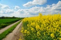 Rapeseed or Brassica napus, also known as rape and oilseed rape is a bright yellow flowering member of the family Brassicaceae,