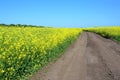 Rapeseed Brassica napus, also known as rape, oilseed rape  field with country road. Rapeseed blossom, Rapeseed field Royalty Free Stock Photo