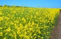 Rapeseed Brassica napus, also known as rape, oilseed rape  field with country road. Rapeseed blossom, Rapeseed field Royalty Free Stock Photo