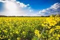 Rapeseed Royalty Free Stock Photo