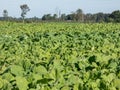 Rapeseed (Brassica napus) in the autumn grown for the production of animal feed, edible vegetable oils, and Royalty Free Stock Photo