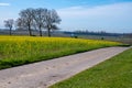 Rapeseed Brassica napus bright-yellow flowering plant, cultivated for its oil-rich seed, source of vegetable oil and protein meal Royalty Free Stock Photo