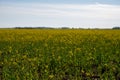 Rapeseed Brassica napus bright-yellow flowering plant, cultivated for its oil-rich seed, source of vegetable oil and protein meal Royalty Free Stock Photo