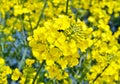 Rapeseed (Brassica napus).