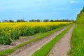 Rapeseed (Brassica napus).