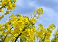 Rapeseed Brassica napus.