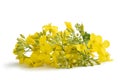 Colza Brassica napus Royalty Free Stock Photo