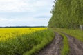 Rapeseed Brassica napus oil seed rape, Field of bright yellow rapeseed Royalty Free Stock Photo