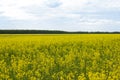 Rapeseed Brassica napus oil seed rape, Field of bright yellow rapeseed Royalty Free Stock Photo