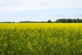 Rapeseed Brassica napus oil seed rape, Field of bright yellow rapeseed Royalty Free Stock Photo