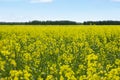 Rapeseed Brassica napus oil seed rape, Field of bright yellow rapeseed Royalty Free Stock Photo