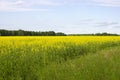 Rapeseed Brassica napus oil seed rape, Royalty Free Stock Photo