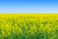 Rapeseed Brassica napus, rape, oilseed field. Bright-yel Royalty Free Stock Photo