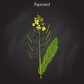 Rapeseed Brassica napus