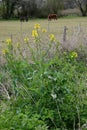 Rapeseed - Brassica napus subsp. napus growing on field verge Norfolk, England, UK.