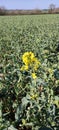 Rapeseed - Brassica napus subsp. napus, Norfolk, England, UK.