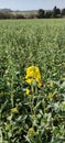 Rapeseed - Brassica napus subsp. napus, Norfolk, England, UK.